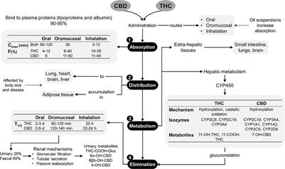 The role of cannabinoids in pain modulation in companion animals